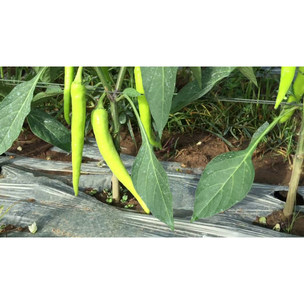 ต้นกล้าพริกหนุ่มขาว พร้อมปลูก กล้าละ 9 บาท ซื้อ 10แถม 2กล้า - รูปที่ 2