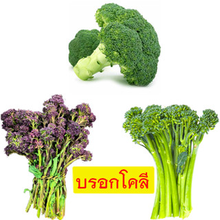 บล็อคโคลี่📌ทุกพันธุ์🎯ถูกที่สุด10 บ.🎯เมล็ดพันธุ์บล็อคโคลี่10-30เมล็ด🌿ปลูกง่าย🌱โตไว🌱ทานอร่อย