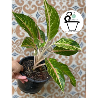 ต้นรวยล้นฟ้า/อโกลนีมา Aglaonema sp. ‘Ruaylonfa