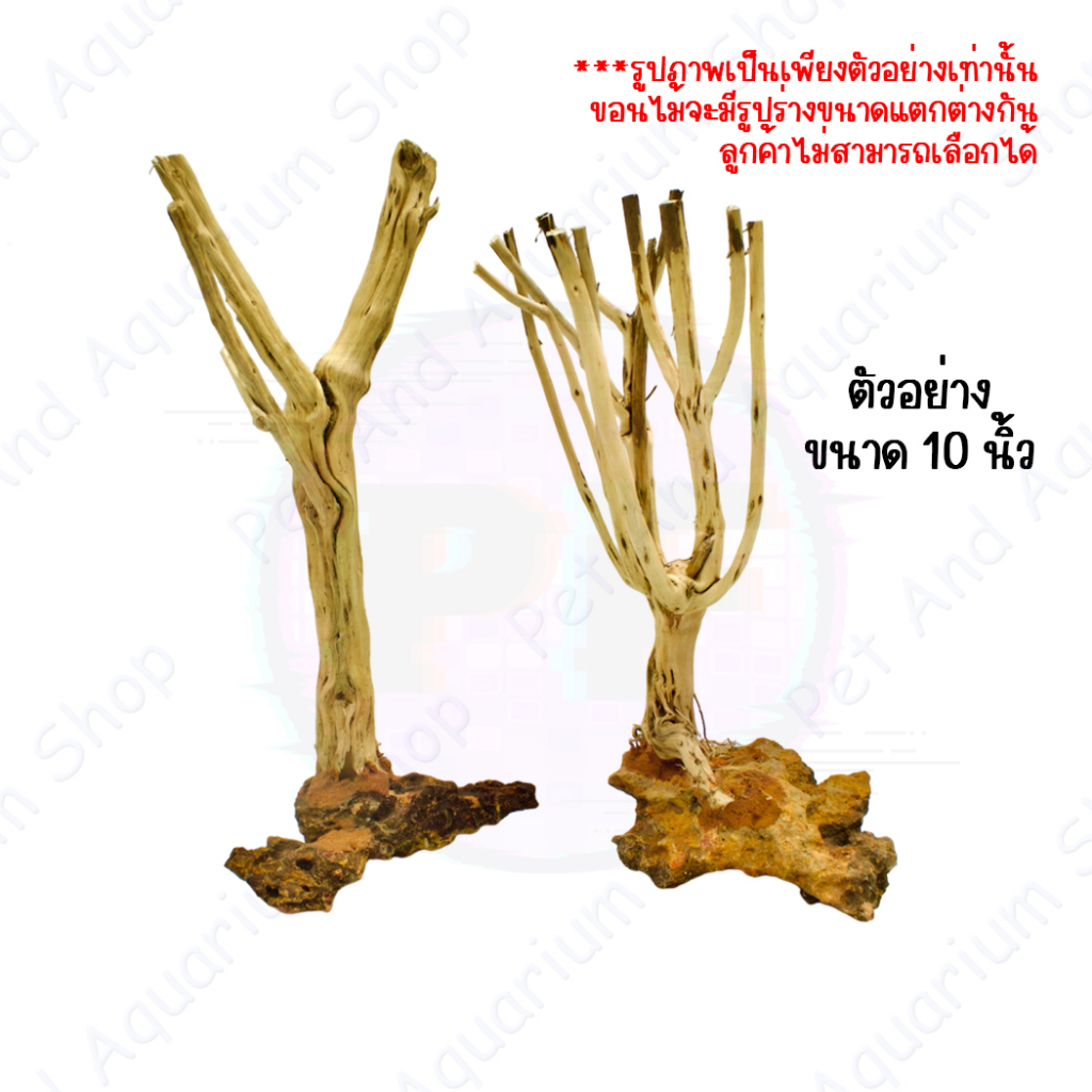 Driftwood bonsa Layout ขอนไม้บอนไซ  สำหรับตั้งตู้ไม้น้ำตกแต่งตู้ ขอนไม้ Bonsai