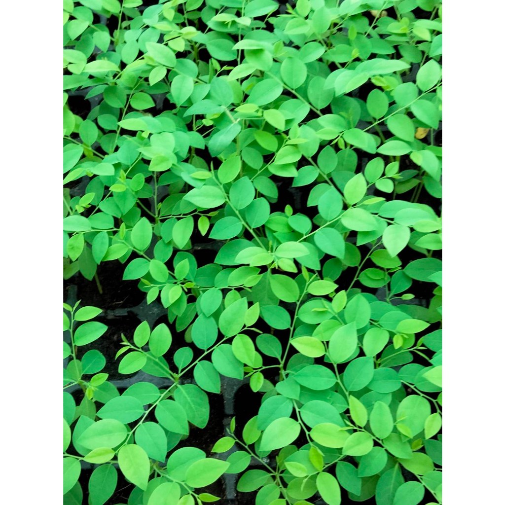 ต้นพันธฺฺุ์  ก้อมก่อเมือง ใส่แกงหน่ออร่อย พร้อมปลูกในถุงดำ 39 บาท - รูปที่ 3