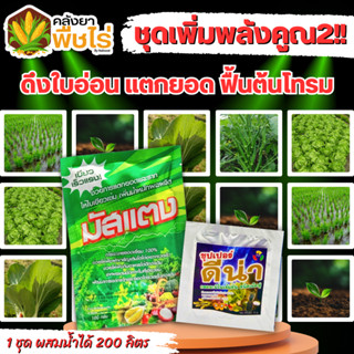 🌽 ชุดคู่หูเพิ่มพลังคูณ2 มัสแตง+ดีน่า 100กรัม+5กรัม (ฟลูวิคแอซิด+อะมิโนแอซิด) ดึงใบอ่น แตกยอด ฟื้นต้นโทรม