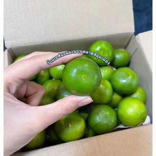 มะนาวแป้นรำไพเบอร์400 / เบอร์500 / เบอร์600 เปลือกบาง น้ำเยอะ เก็บสดจากสวน คัดพิเศษ จัดส่งไว
