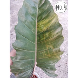 ฟิโลเดนดรอน พิณนาคด่าง philodendron caramel mable V. เลือกต้นได้ ได้ต้นตามภาพ