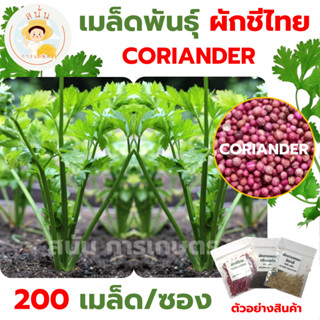 *ส่งด่วน* เมล็ดพันธุ์ ผักชีไทย พันธุ์พื้นบ้าน CORIANDER ผักชี ผักชีหอม ผักสวนครัว เมล็ดผัก เมล็ดพืช [1 ซอง 200 เมล็ด]