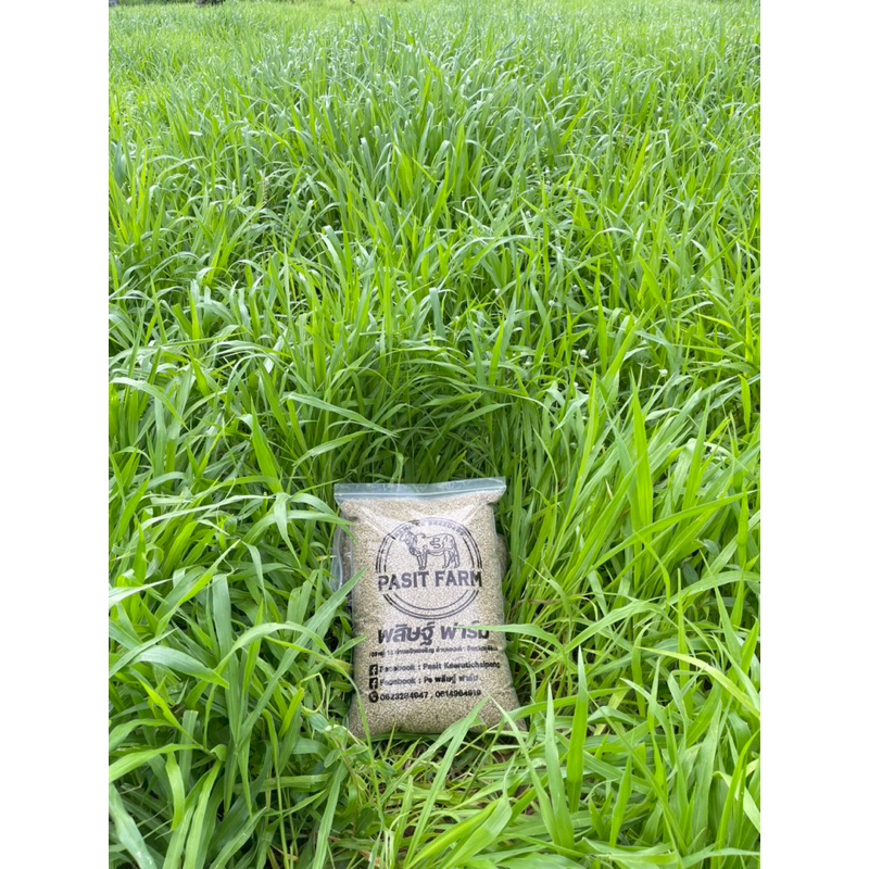 เมล็ดพันธุ์หญ้ารูซี่ (Ruzi Grass) 3 kg. พร้อมส่ง