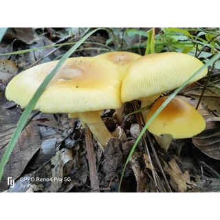 เชื้อเห็ดระโงกเหลือง 10ขวด แถม3