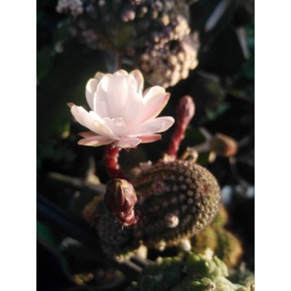 cactus echinocereus metornii กราฟตอสามเหลี่ยม