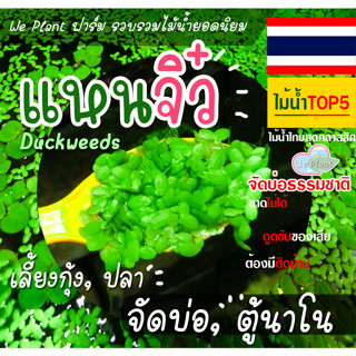 แหนเป็ดเล็ก duckweed เพาะขยายในที่เพาะเลี้ยง สะอาดปลอดภัย