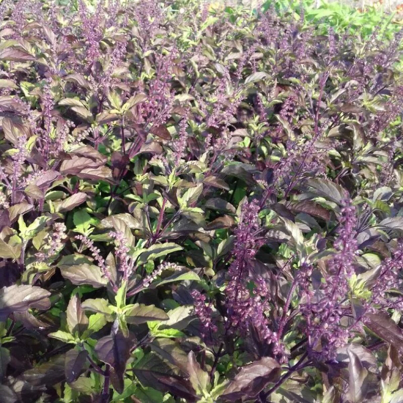 กะเพราแดง 500 เมล็ด 🔥โปรโมชั่น [ซื้อ 2 แถม 1ซอง] - รูปที่ 4