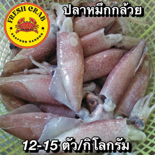 ปลาหมึกกล้วยสด 12-15ตัว/กิโลกรัม