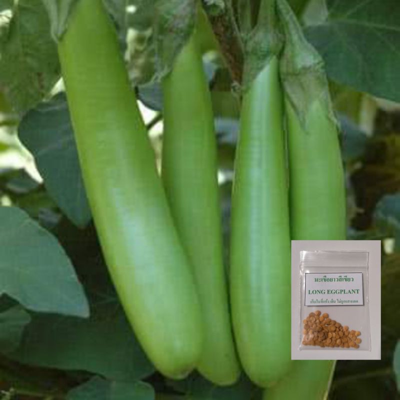 🌿เมล็ดมะเขือยาวสีเขียว70เมล็ด (5แถม1คละได้)