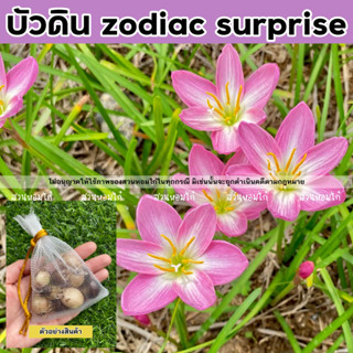 🌷หัวดอกบัวดิน zodiac surprise