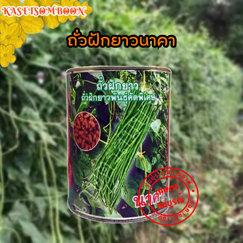ถั่วฝักยาวนาคา เมล็ดพันธุ์ถั่วเนื้อ คัดพิเศษ 500 ก. ตราแวนด้า ซีดส์