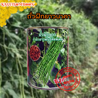 ถั่วฝักยาวนาคา เมล็ดพันธุ์ถั่วเนื้อ คัดพิเศษ 500 ก. ตราแวนด้า ซีดส์