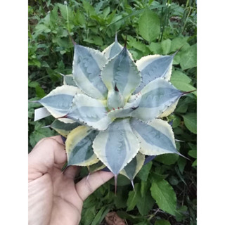 Agave Tradewind yellow variegated  อากาเว่