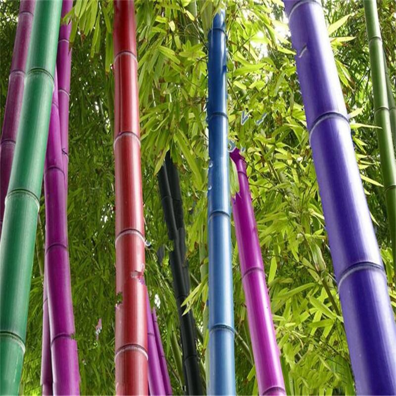 เมล็ดพันธุ์ไผ่คละสี Bamboo Seeds