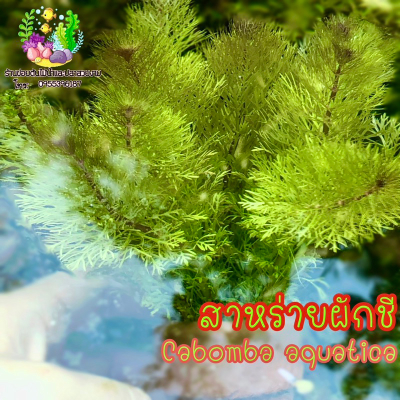ต้นไม้น้ำ “สาหร่ายผักชี” สวยมาก เป็นพุ่มสวยงาม