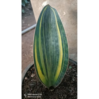 คลีบปลาวาฬด่าง(Sansevieria Masoniana Chahin)