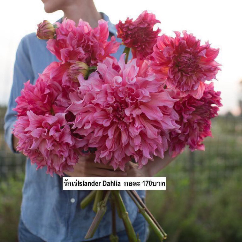 รักเร่ (Dahlia ดาเลีย) ดอกไม้เขตร้อน ปลูกแดด50-70%