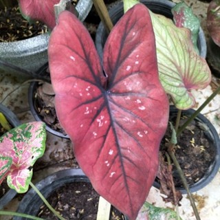 บอนสีทุ่งนเรศวรcaladium