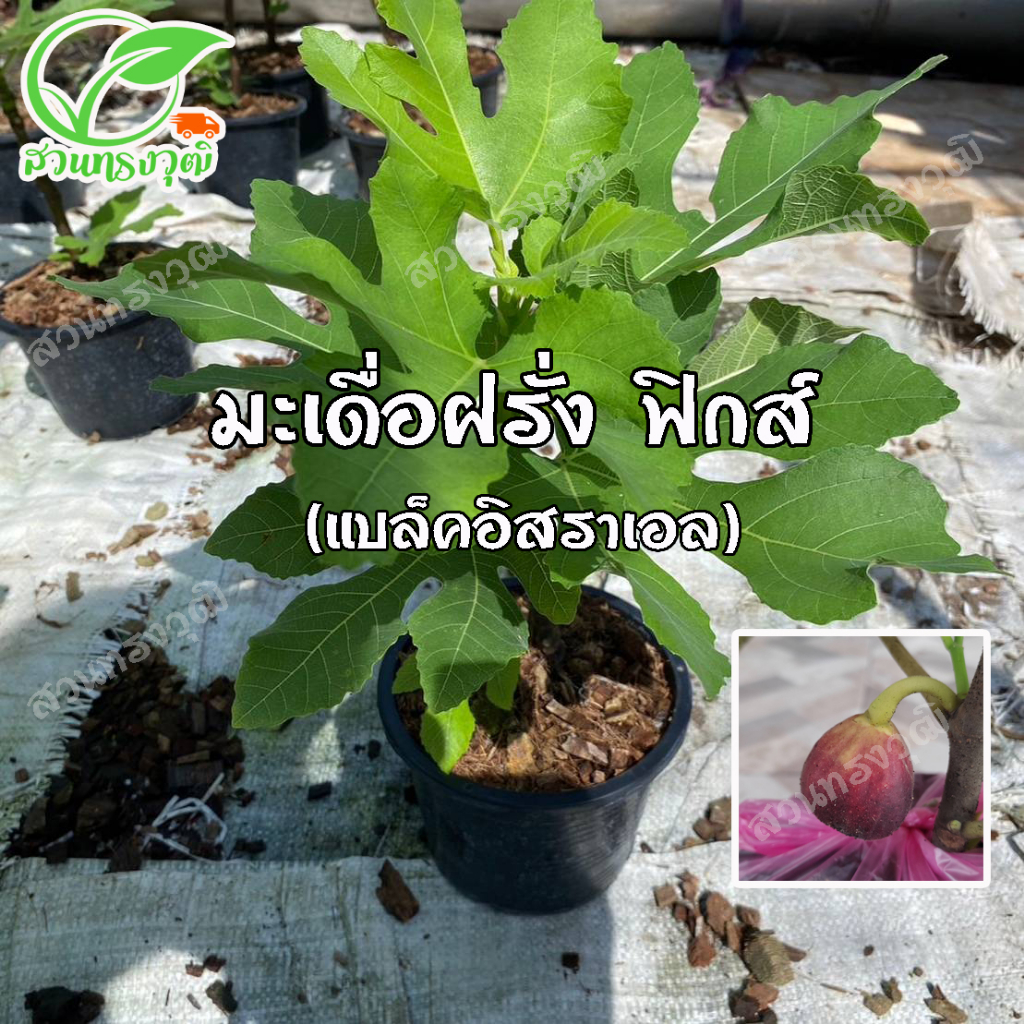 มะเดื่อฝรั่ง(ฟิกส์) พันธุ์แบล็คอิสราเอล กิ่งตอนชำลงถุง แท้ %
