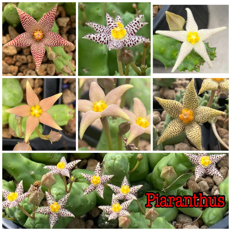 เก๋งจีน Piaranthus หน้าดอกหลากหลาย น่ารักปุ๊กปิ๊ก กระถาง2นิ้ว ส่งทั้งกระถาง