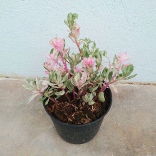 ต้นคุณนายตื่นสายใบด่าง(Portulaca)ดอกสีเหลือง กระถาง4นิ้ว