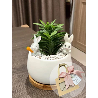 Set ของขวัญ ต้นไม้มงคล เลือกต้นไม้ได้ พร้อมอุปกรณ์ตกแต่ง ได้ครบ Set ตามภาพ #Minimal28