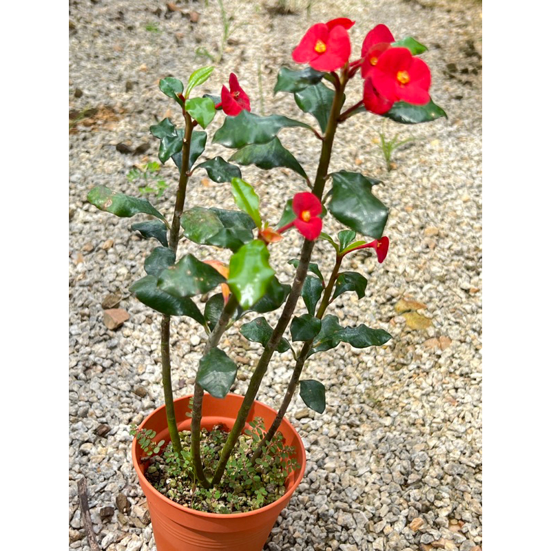 Euphorbia geroldii (Thornless Crown of Thorns) โป้ยเซียนไร้หนาม