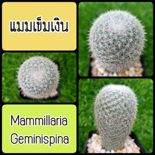 แมมเข็มเงิน (Mammillaria geminispina) ต้นแข็งแรงอวบอ้วน 👋ขอดูรูปแจ้งมาได้ค่า