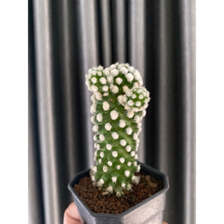 cactusแมมโอรุกะแคคตัสโอรุกะกระบองเพชร