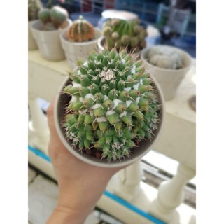 อิรุซามุแคคตัส หรือ แมมมิลลาเรียอิรุซามุ หรือ แมมปุยหิมะ (Mammillaria bucareliensis cv. erusamu)