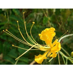 ต้นพันธุ์ หางนกยูงสีเหลือง   สีสวย พร้อมปลูกในถุงดำ 59 บาท (Peacock flower)  ดอกสีเหลือง