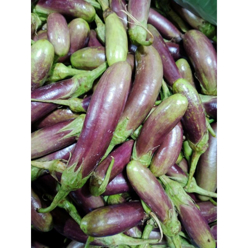 #มะเขือแพะ #ผักอินทรีย์ #สดใหม่จากไร่ #รสหวานมัน #ผักเพื่อสุขภาพ