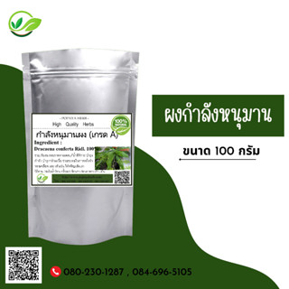 (D55) แบบผง Kamlang Hanu Man Dracaena conferta  Powder 100 กรัม