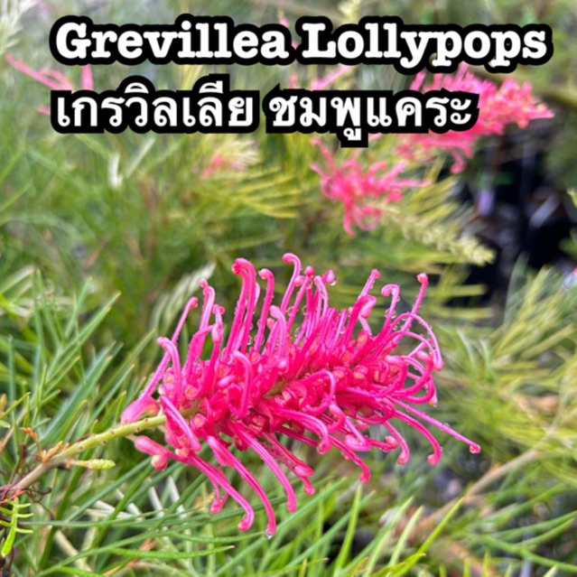 ขายกิ่งพันธุ์ สนเกรวิลเลีย Grevillea 'Lollypops' 'ลอลลี่ป๊อป' สีชมพูแคระ กิ่งทาบ สูง40-60cm.