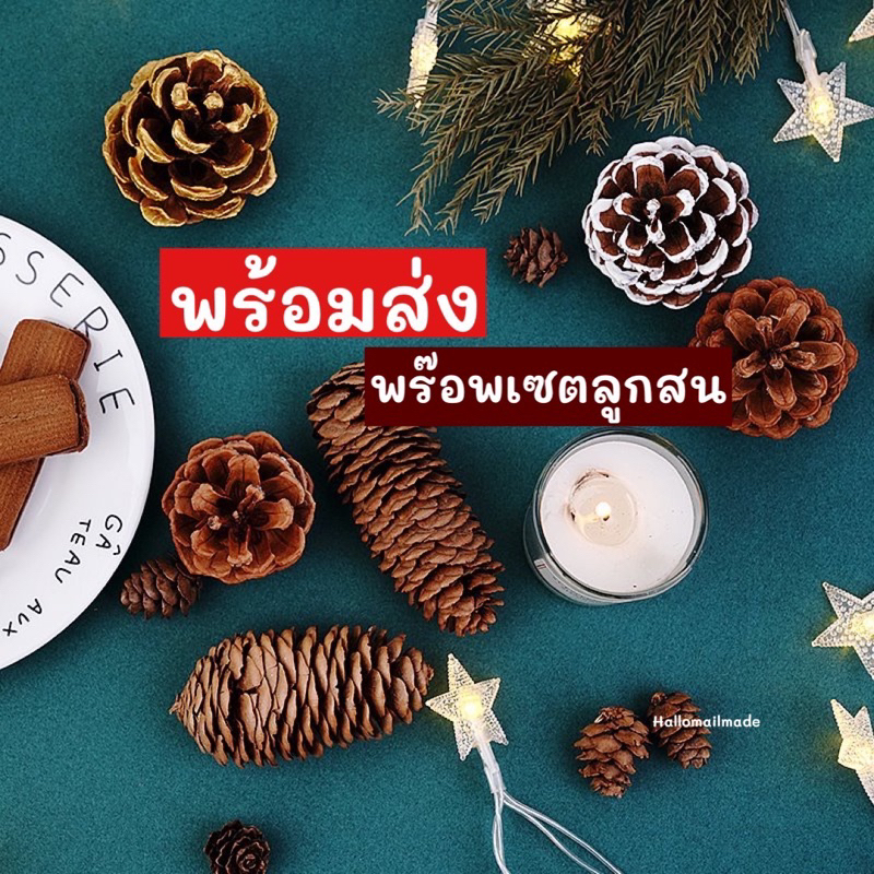 พร้อมส่ง ลุกสนธรรมชาติ พร๊อพถ่ายรูป พร๊อพแต่งบ้าน ลูกสนแห้ง