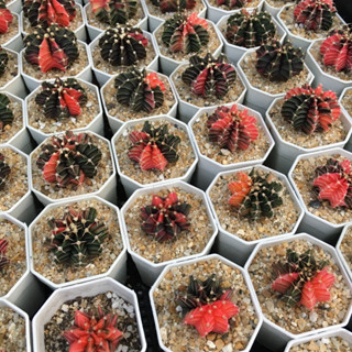 ยิมโน ด่าง Gymnocalycium แคคตัส กระบองเพชร คละต้น