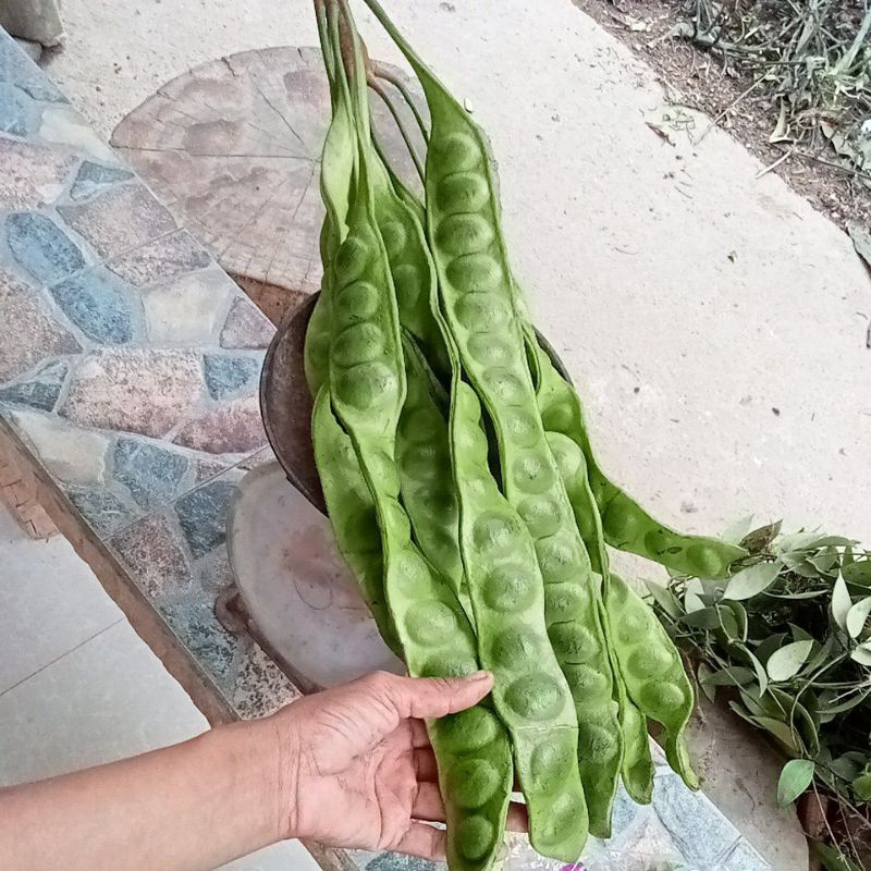 สะตอแกะขนาดครึ่งกิโลและสะตอฝักใหญ่ขนาด5ฝัก