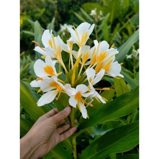 ว่านมหาหงส์ สีขาว/ขาวไส้เหลือง ดอกหอมมากๆ  (ต้นสะเลเต / butterfly lily / ต้นสเลเต) 999garden