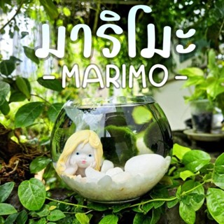 มาริโมะ Marimo / สาหร่ายมาริโมะ / Moss Ball / นำพาความรัก ความโชคดี ขนาด 2-3cm