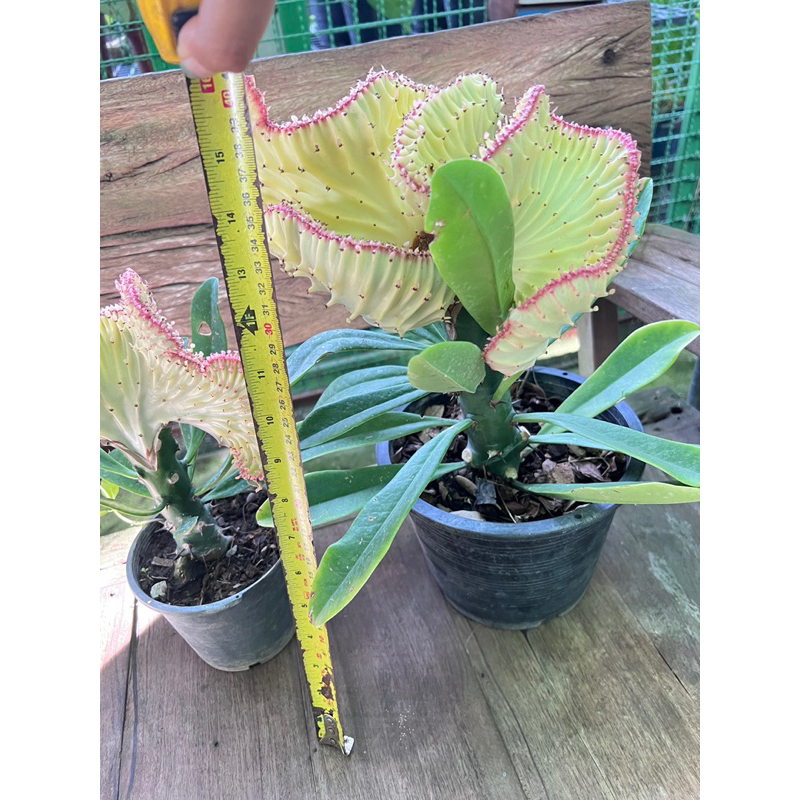#ต้นหยกนำโชค #Crested #Euphorbia  #ต้นส้มเช้า #ไม้ประดับ ไม้มงคล ไม้กระถาง 8นิ้ว30-60cm