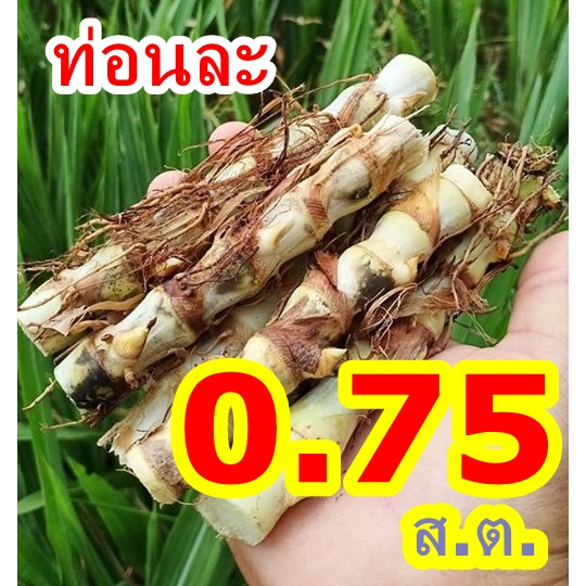 ท่อนละ 0.75 ส.ต.หญ้าหวานอิสราเอล 100 ท่อน งอกดีมาก เกิดทุกท่อน