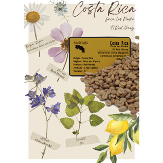 พร้อมส่ง เมล็ดกาแฟดิบ Costa Rica Finca Las Piedra F1 Red Honey Process/ เมล็ดกาแฟนอก/ เมล็ดกาแฟสารคอสตาริกา