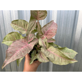 Syngonium Pink Spot พิ้งสปอร์ต กอใหญ่ กระถาง 4นิ้ว