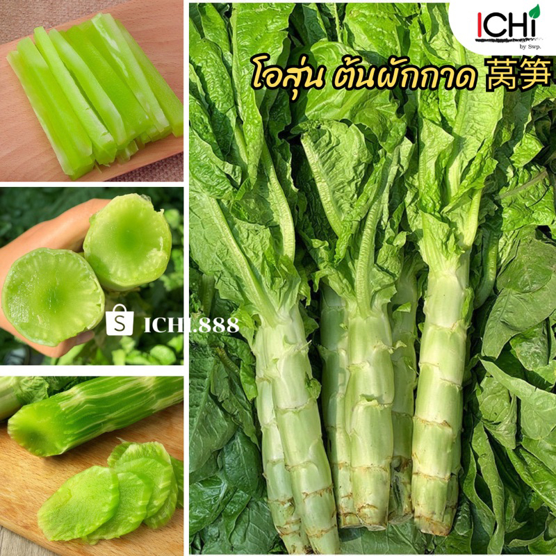 โอสุ่น ต้นผักกาด สลัดต้น 莴笋(ขายเป็นต้น)