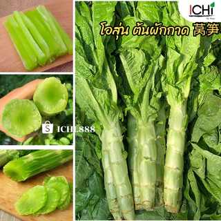 โอสุ่น ต้นผักกาด สลัดต้น 莴笋(ขายเป็นต้น)