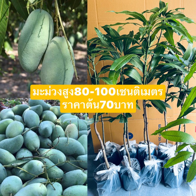(ขั้นต่ำ2ต้น)มะม่วงเขียวเสวยพร้อมปลูก#ใหญ่ๆอวบๆ#สูง80-100 เซนติเมตร