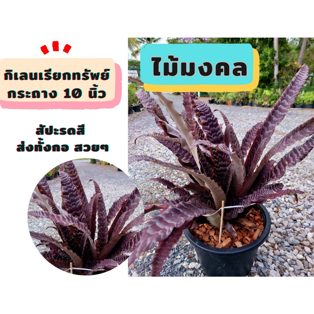 กิเลนเรียกทรัพย์ กิเลนน้ำตาล สัปะรดสี กระถาง 8 นิ้ว ส่งทั้งกอทั้งกระถาง ไม้มงคลเรียกทรัพย์